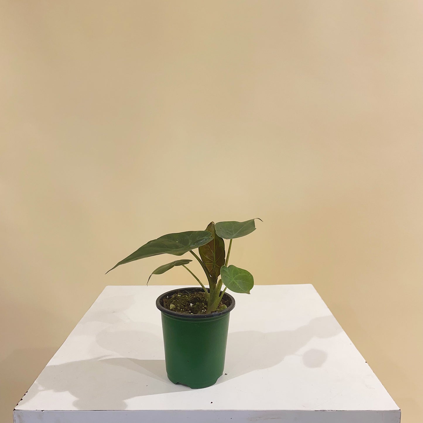 Elephant Ear (Alocasia) in a 4 inch pot. Indoor plant for sale by Promise Supply for delivery and pickup in Toronto