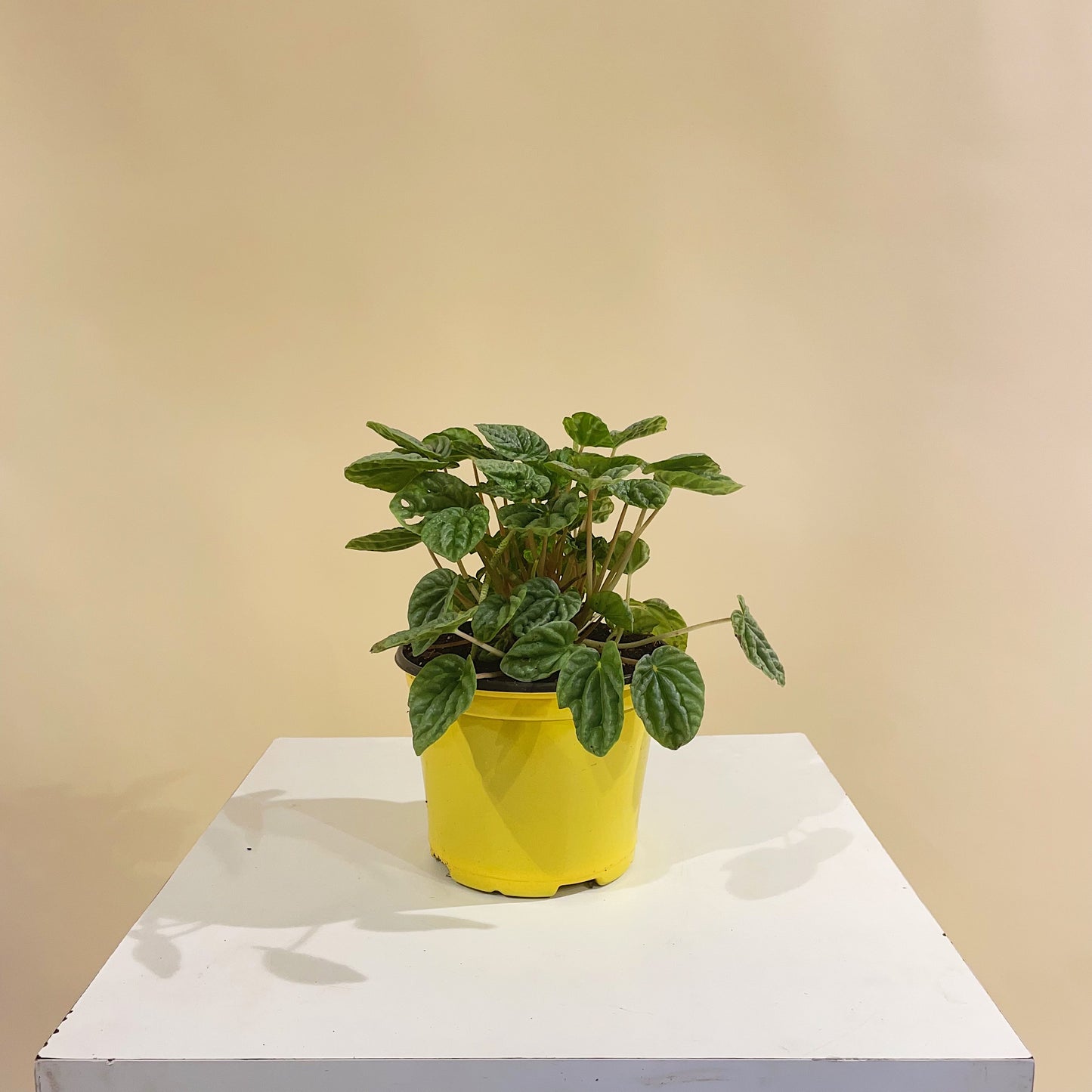 Green Striped Prayer Plant (Peperomia caperata) in a 6 inch pot. Indoor plant for sale by Promise Supply for delivery and pickup in Toronto