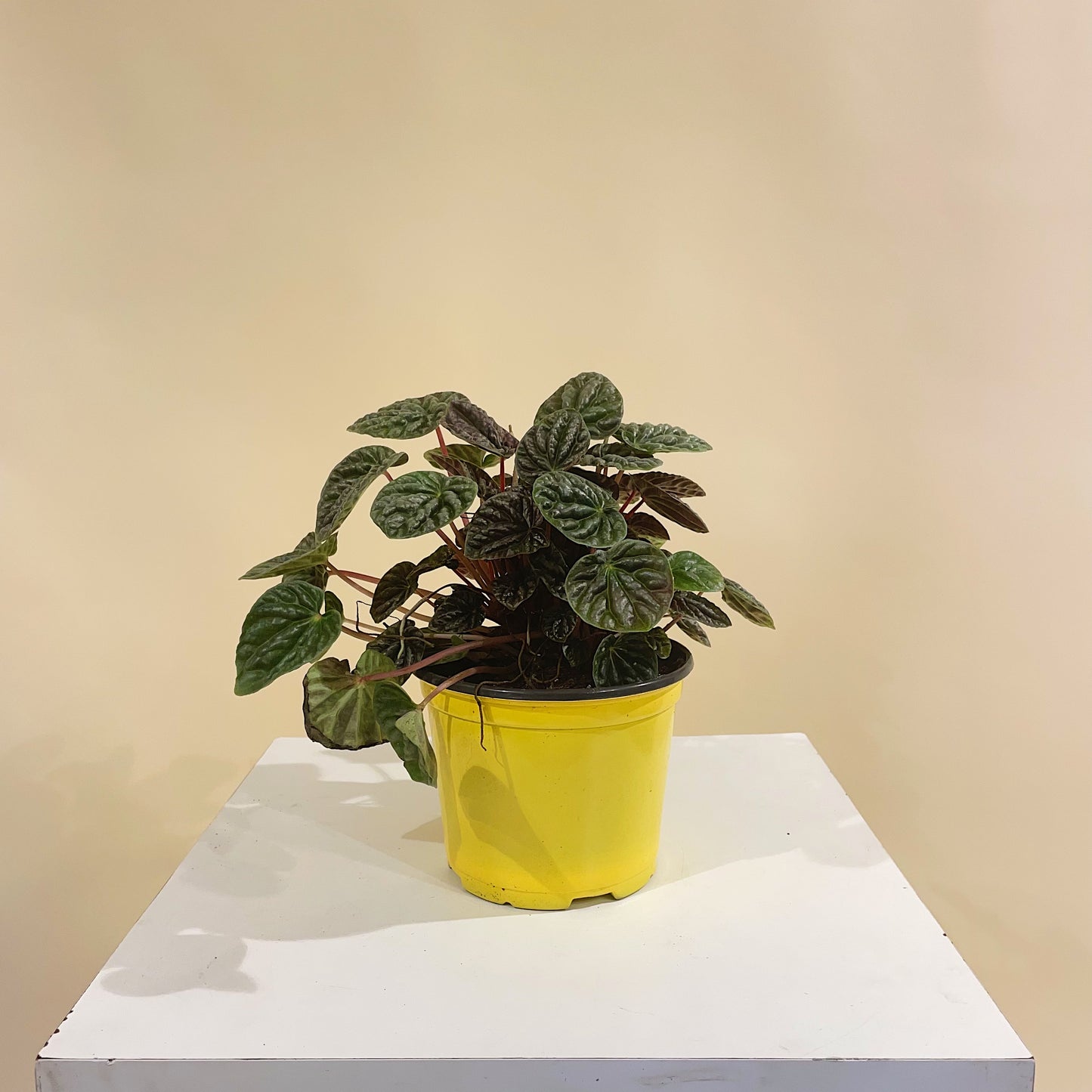 Dark Ripple Peperomia (Peperomia caperata) in a 6 inch pot. Indoor plant for sale by Promise Supply for delivery and pickup in Toronto