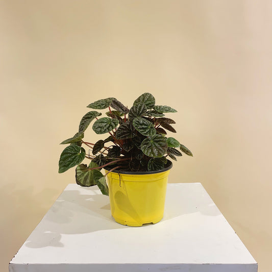 Dark Ripple Peperomia (Peperomia caperata) in a 6 inch pot. Indoor plant for sale by Promise Supply for delivery and pickup in Toronto