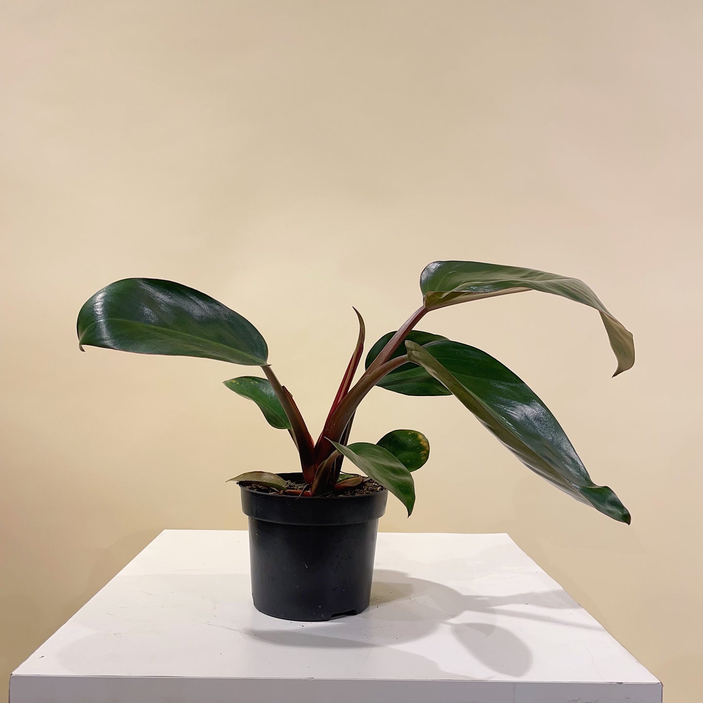 Bloody Mary Philo (Philodendron) in a 5 inch pot. Indoor plant for sale by Promise Supply for delivery and pickup in Toronto