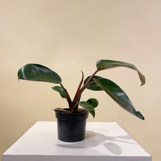 Bloody Mary: Philodendron - 5 inch pot — indoor plant — indoor plant for sale by Promise Supply for delivery and pickup in Toronto.