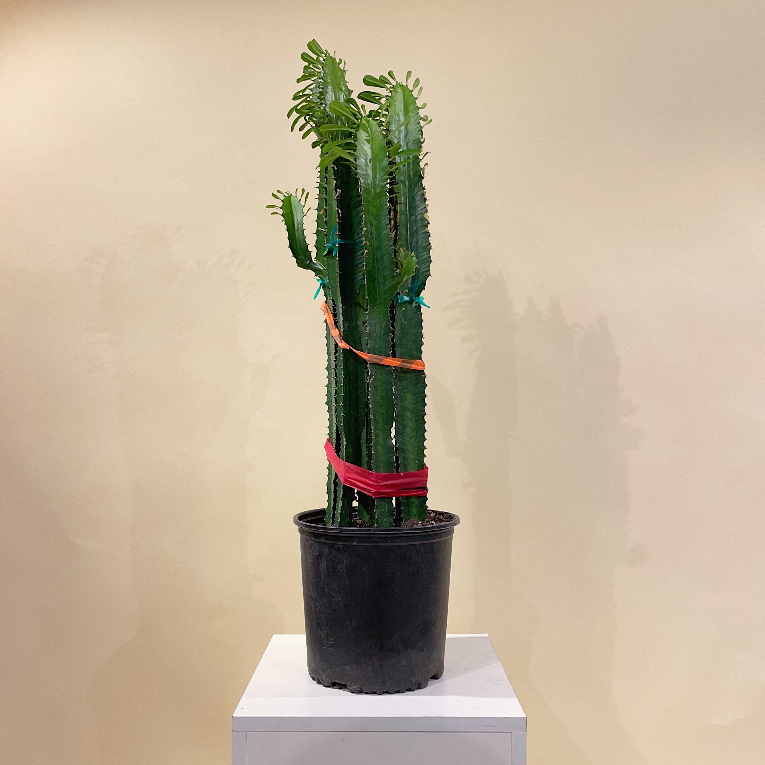 Desert Candle Cactus - 3 Foot Plant - 10