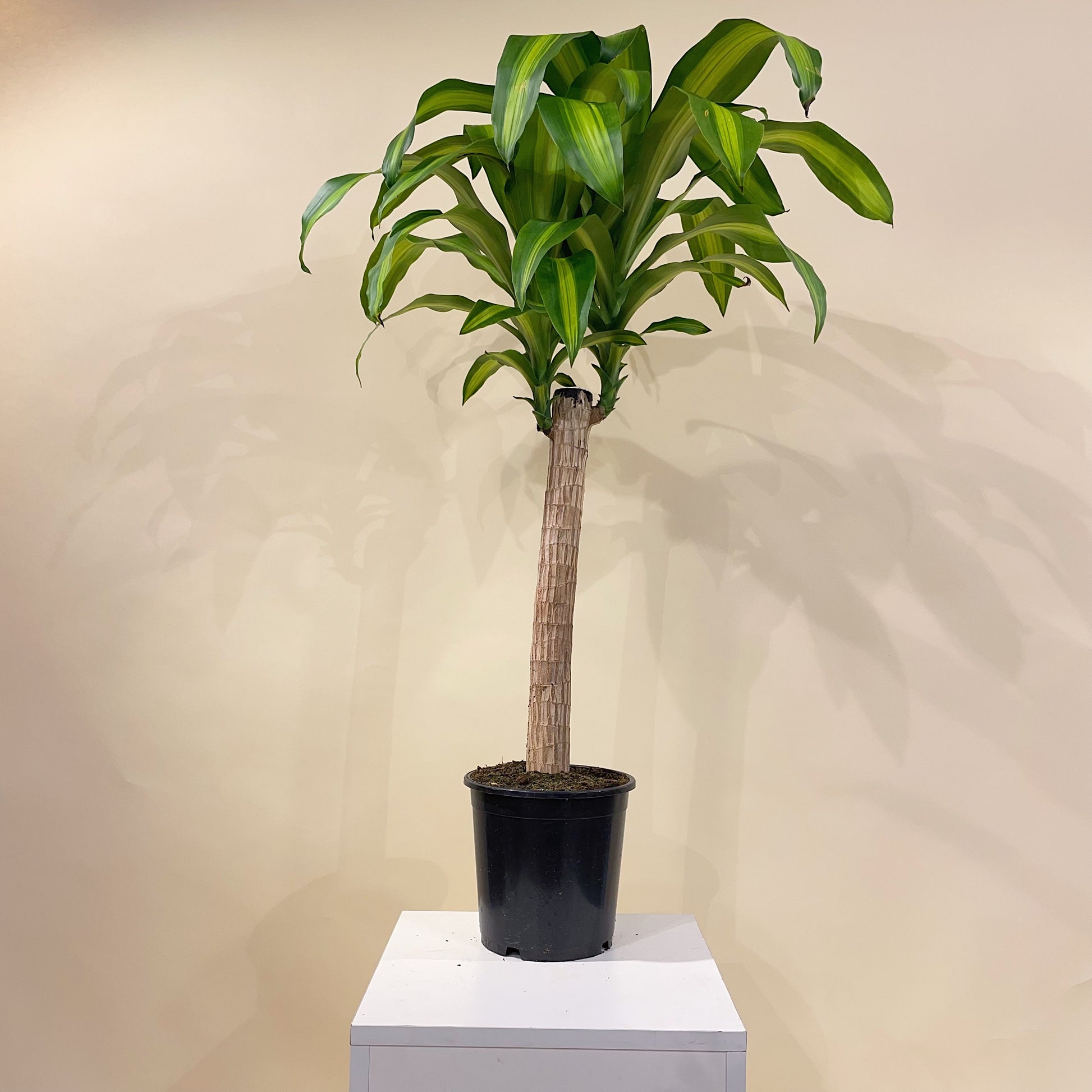 Corn Plant: Dracaena massangeana - 8 inch pot - 3-4 foot tall — indoor plant — indoor plant for sale by Promise Supply for delivery and pickup in Toronto.