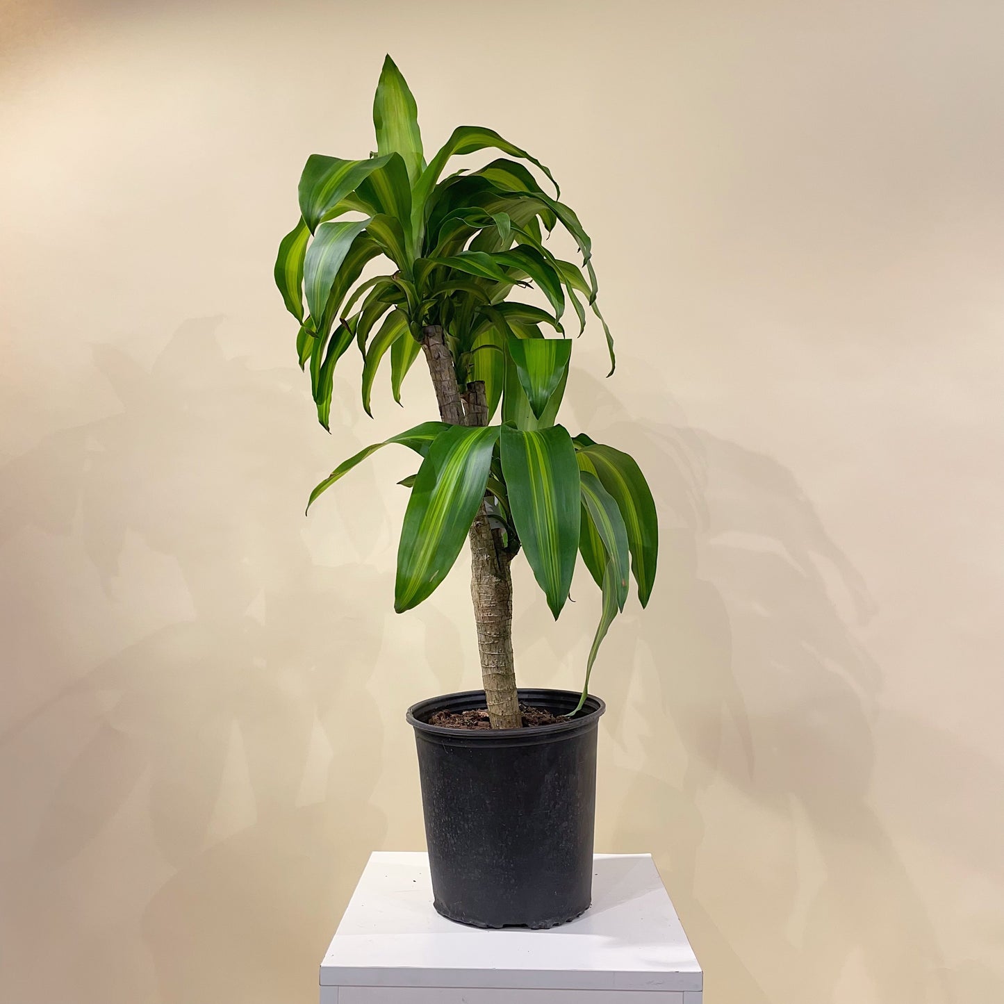 Corn Plant Stump: Dracaena massangeana - 10 inch pot - 2-3 foot tall — indoor plant — indoor plant for sale by Promise Supply for delivery and pickup in Toronto.