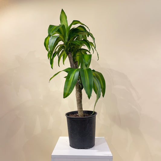 Corn Plant Stump: Dracaena massangeana - 10 inch pot - 2-3 foot tall — indoor plant — indoor plant for sale by Promise Supply for delivery and pickup in Toronto.