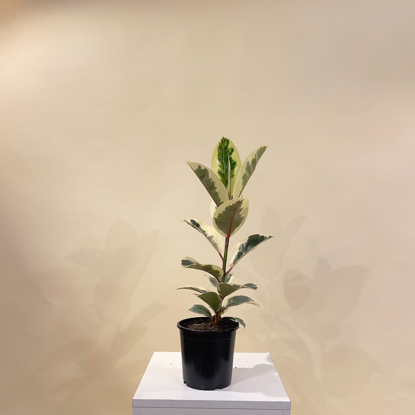 Variegated Rubber Plant (Ficus elastica) in a 6 inch pot. Indoor plant for sale by Promise Supply for delivery and pickup in Toronto
