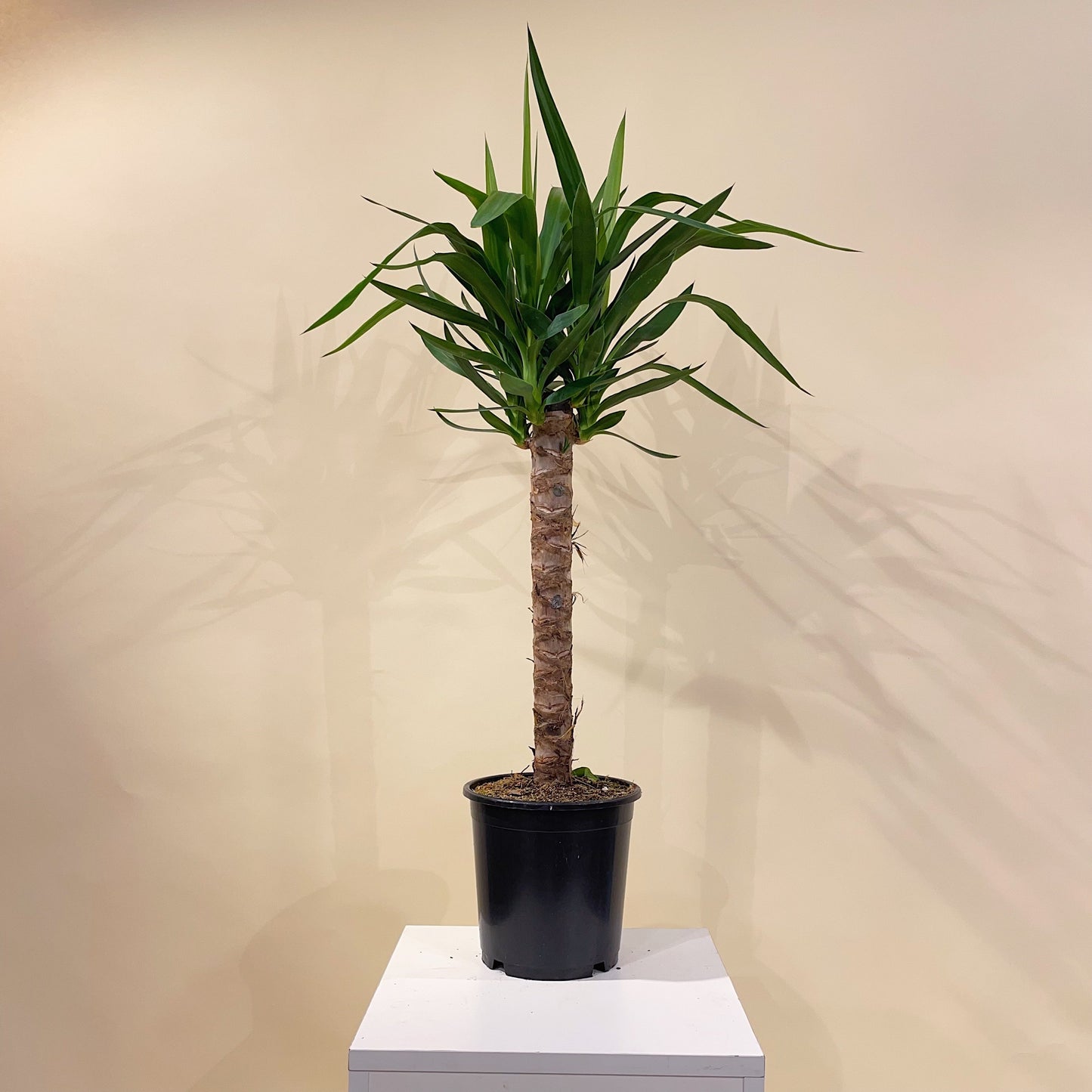 Yucca Cane: Yucca gigantea - 8 inch pot - 2-3 foot tall — indoor plant — indoor plant for sale by Promise Supply for delivery and pickup in Toronto.