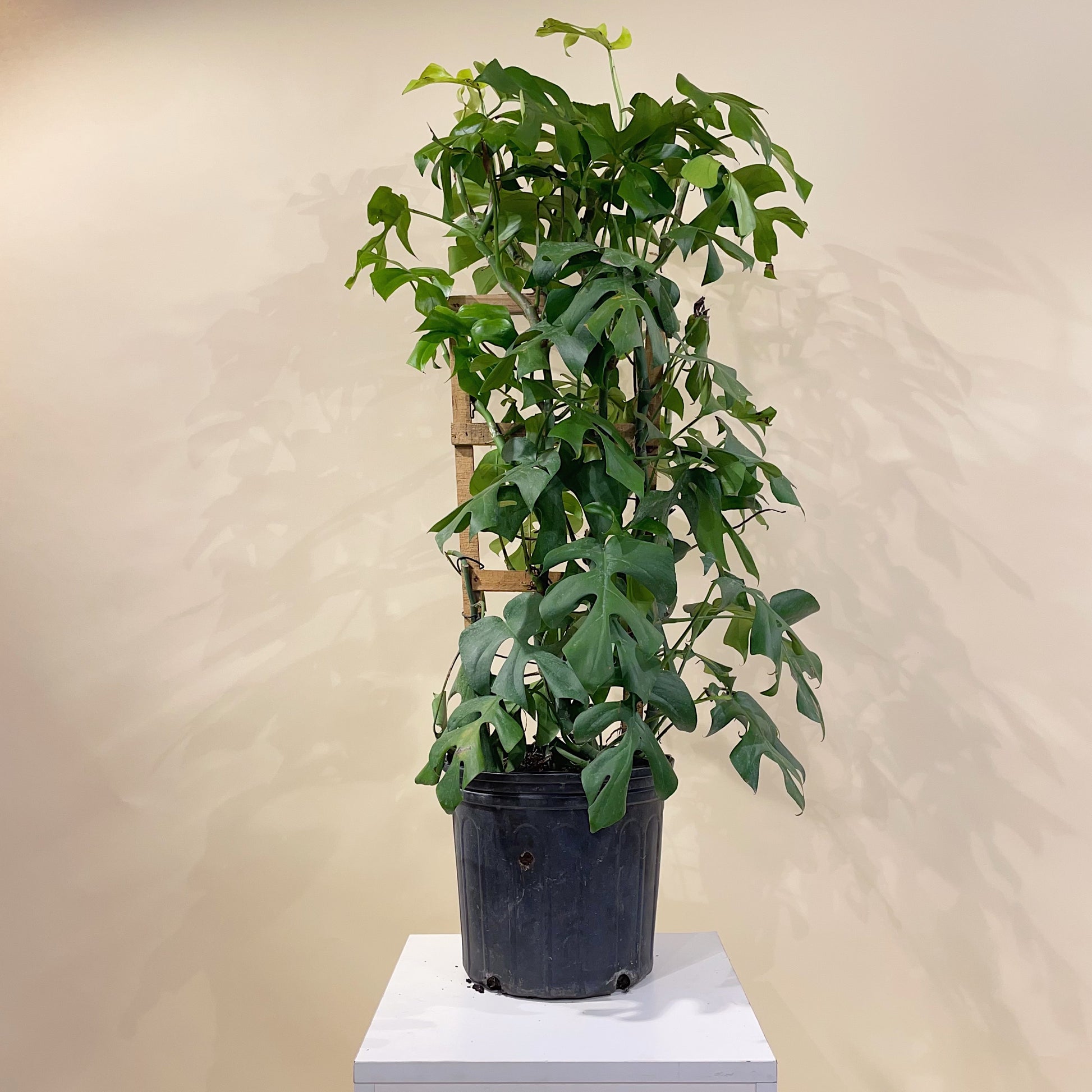 Mini Monstera Trellis: Rhaphidophora tetrasperma - 10 inch pot - 2 foot tall — indoor plant — indoor plant for sale by Promise Supply for delivery and pickup in Toronto.