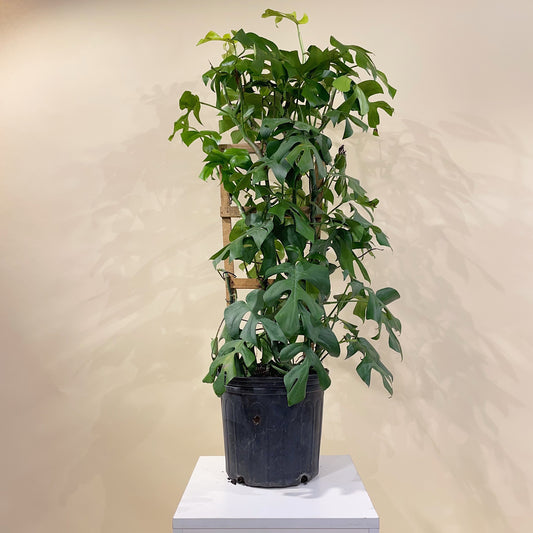 Mini Monstera Trellis: Rhaphidophora tetrasperma - 10 inch pot - 2 foot tall — indoor plant — indoor plant for sale by Promise Supply for delivery and pickup in Toronto.