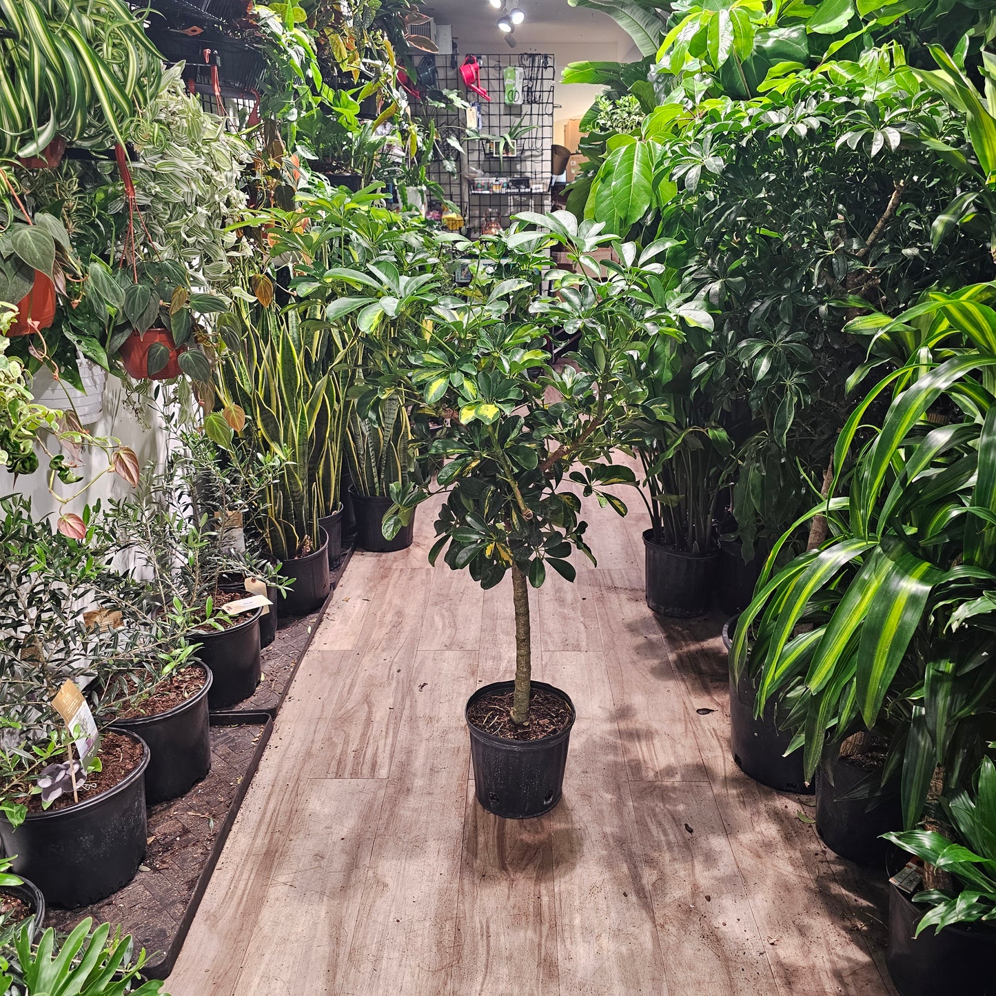 Variegated Dwarf Umbrella Tree (Schefflera arboricola 'Capella') in a 10 inch pot. Indoor plant for sale by Promise Supply for delivery and pickup in Toronto