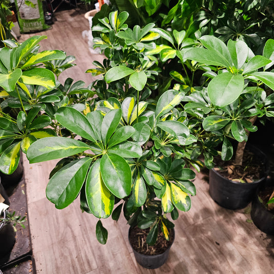 Variegated Dwarf Umbrella Tree (Schefflera arboricola 'Capella') in a 10 inch pot. Indoor plant for sale by Promise Supply for delivery and pickup in Toronto