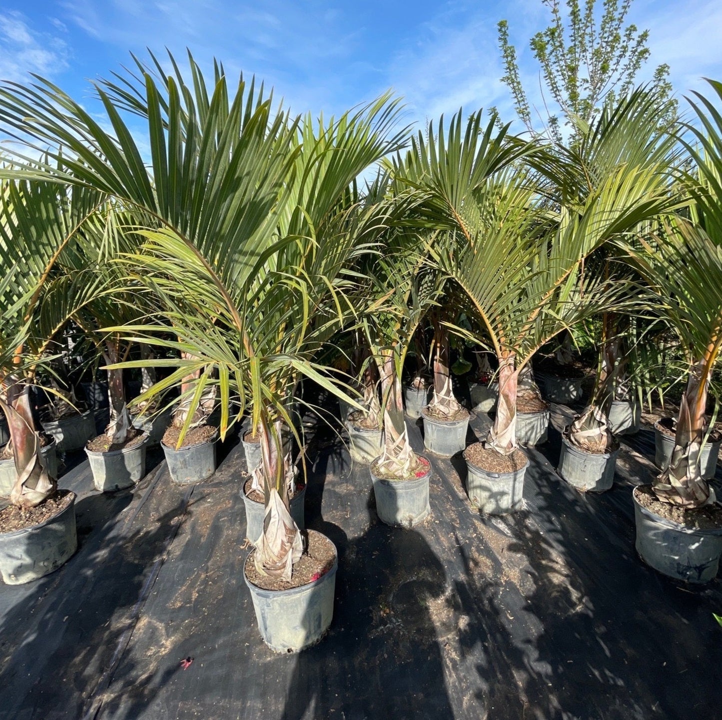 Spindle Palm: Hyophorbe verschaffeltii - 14 inch pot - 5.5-6 foot tall — indoor plant — indoor plant for sale by Promise Supply for delivery and pickup in Toronto.
