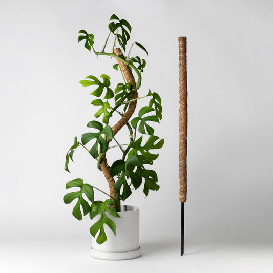 Bendable & Stackable Coco Coir Pole for Plant Support - 24" Height — Supports product on white background — for sale by Promise Supply for delivery and pickup in Toronto.