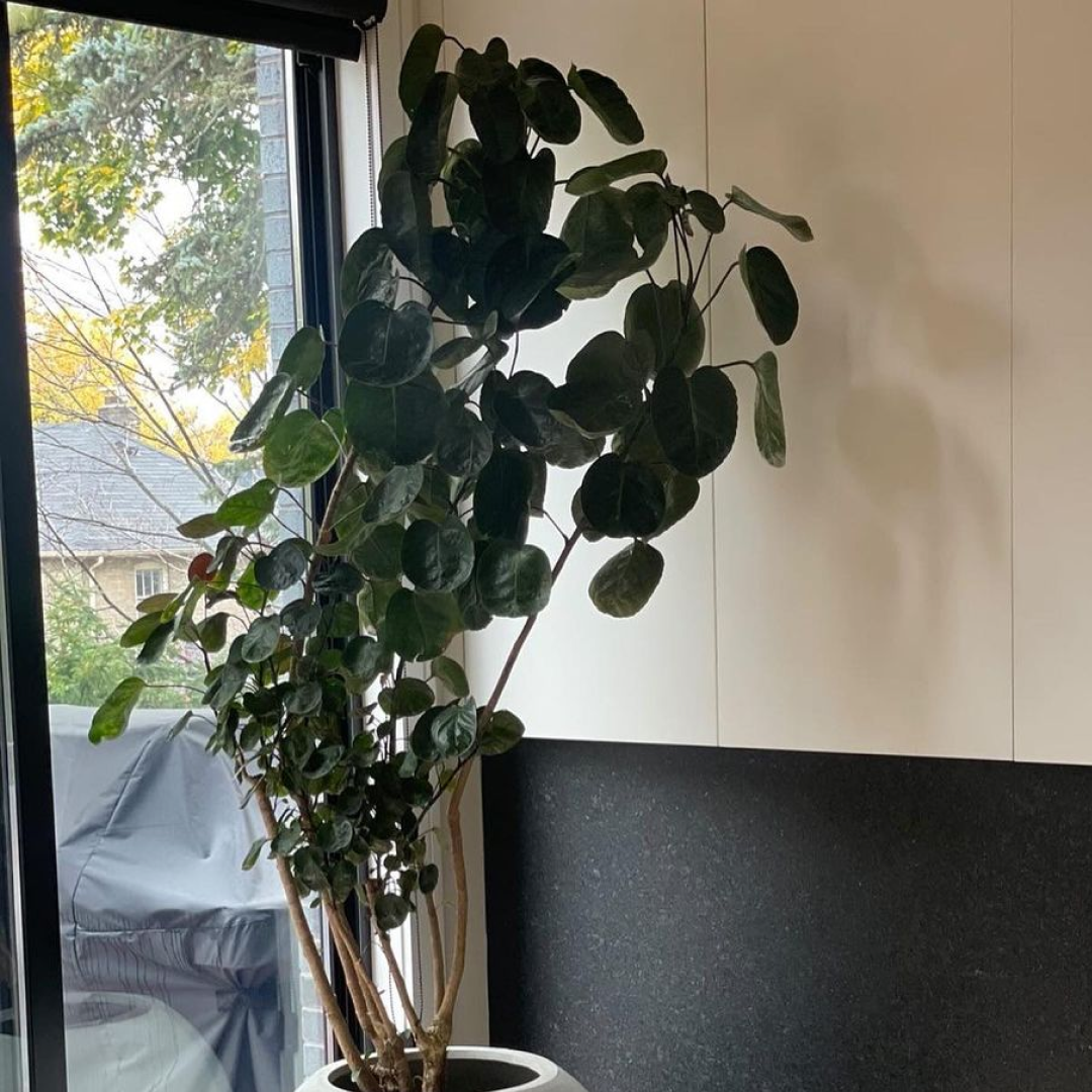Fabian Aralia: Polyscias scutellaria - 14 inch pot - 4.5-6 foot tall — indoor plant — indoor plant for sale by Promise Supply for delivery and pickup in Toronto.