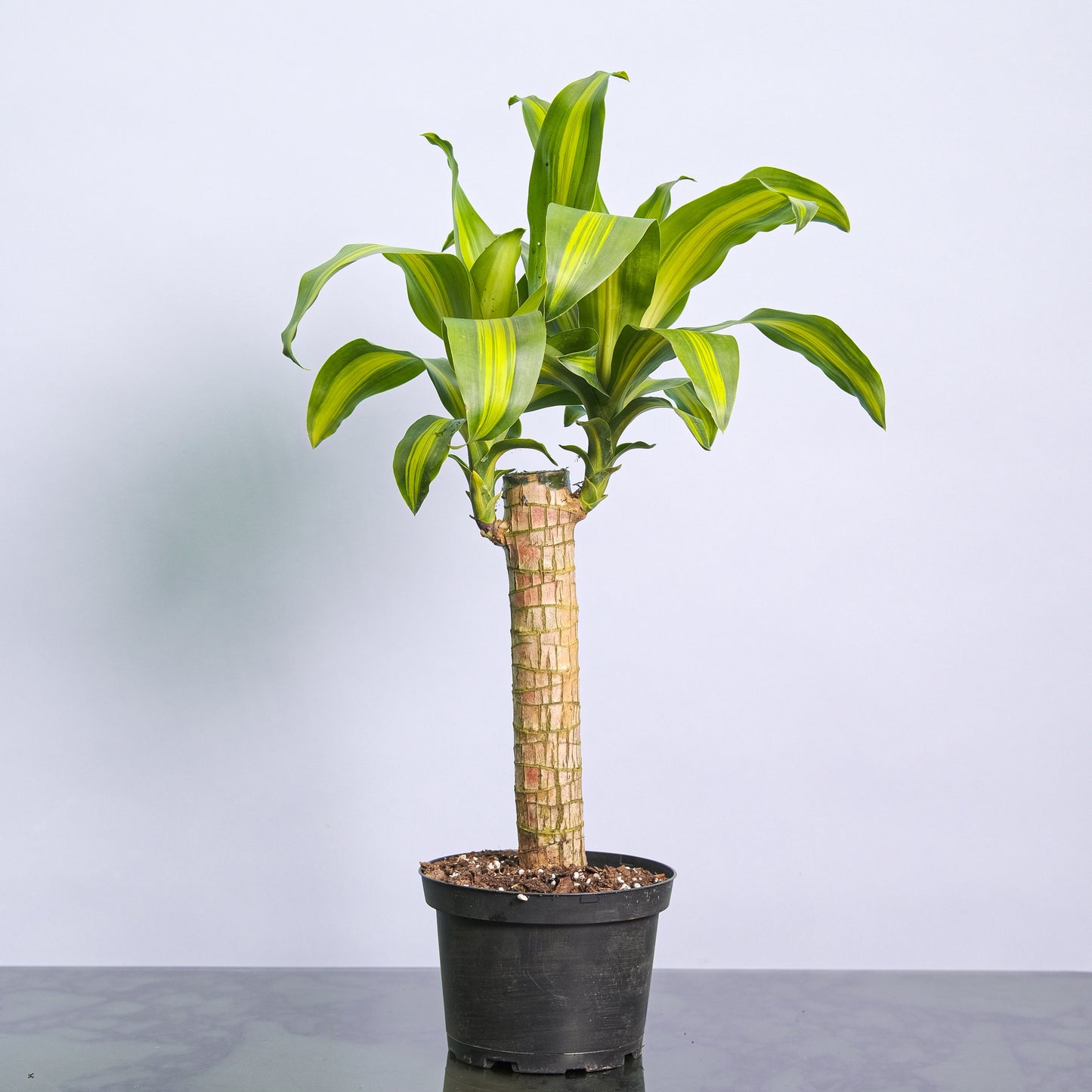 Corn Plant: Dracaena massangeana - 6.75 inch pot — indoor plant — indoor plant for sale by Promise Supply for delivery and pickup in Toronto.