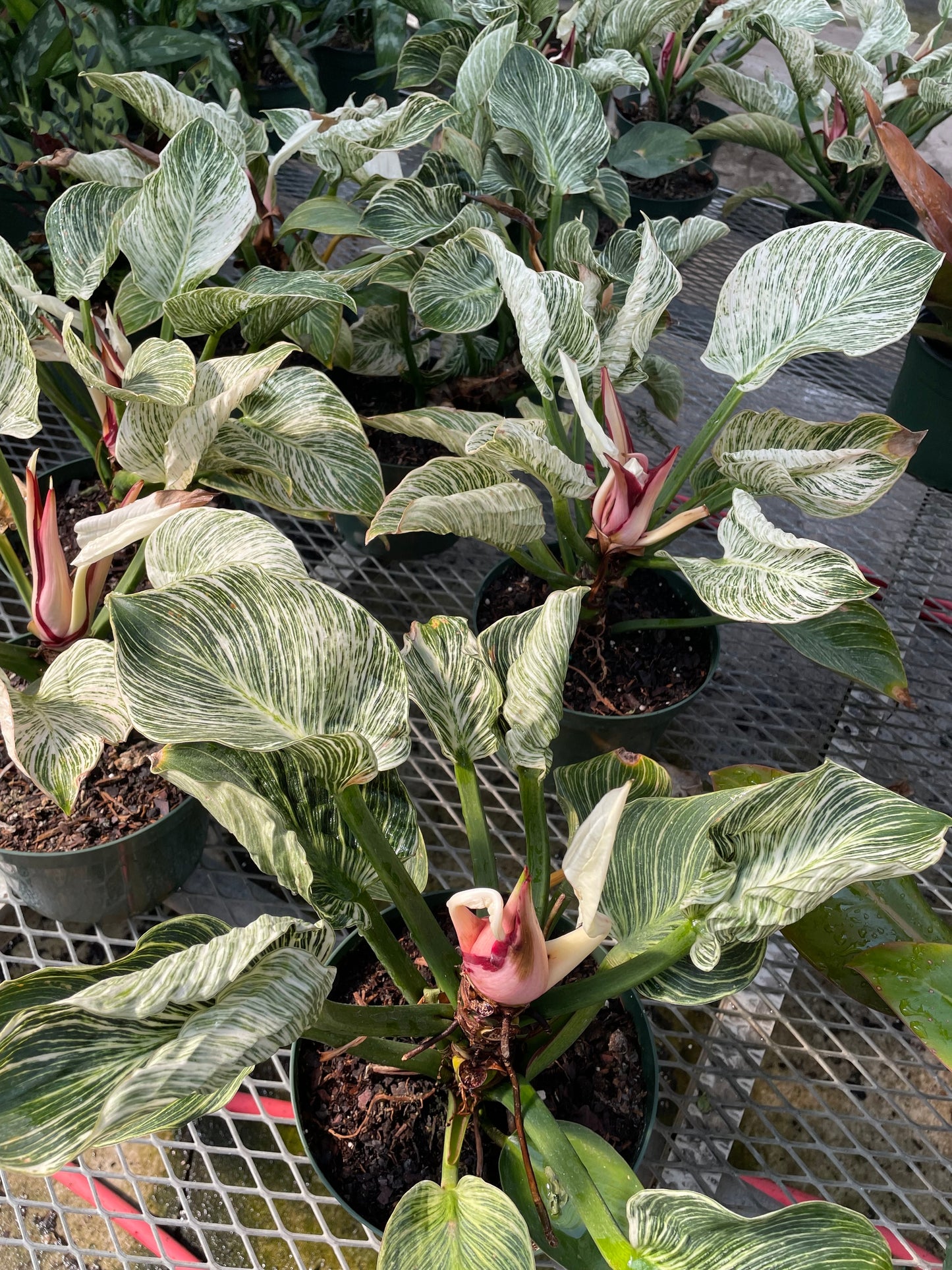 Birkin Plant: Philodendron - 8 inch pot — indoor plant — indoor plant for sale by Promise Supply for delivery and pickup in Toronto.