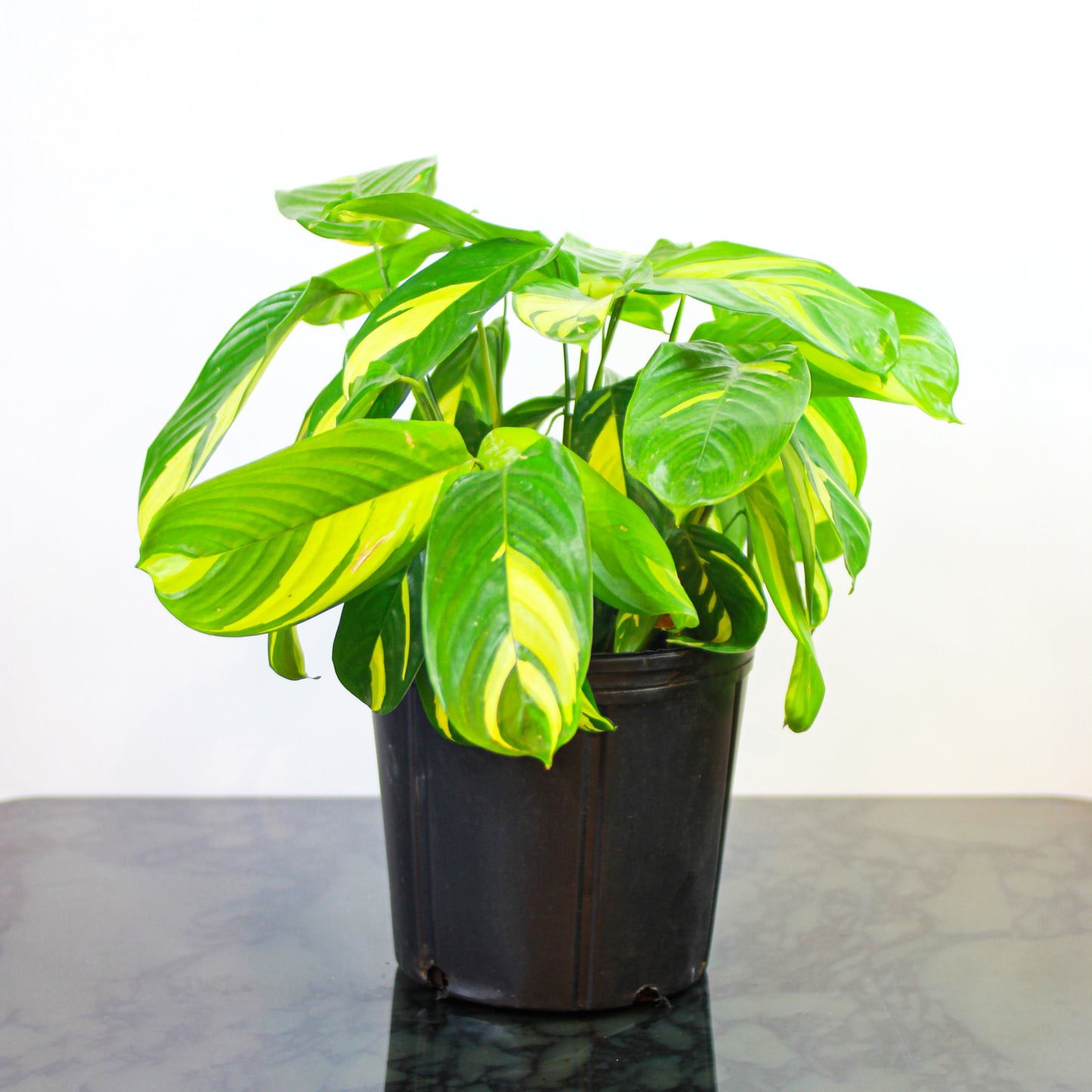 Bamburanta: Ctenathe lubbersiana - 10 inch pot — indoor plant — indoor plant for sale by Promise Supply for delivery and pickup in Toronto.