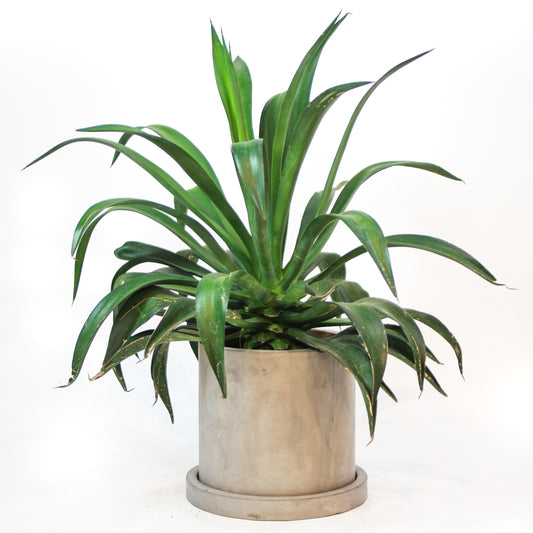 Century Plant: Agave americana - 10 inch pot - 2-3 foot tall — indoor plant — indoor plant for sale by Promise Supply for delivery and pickup in Toronto.