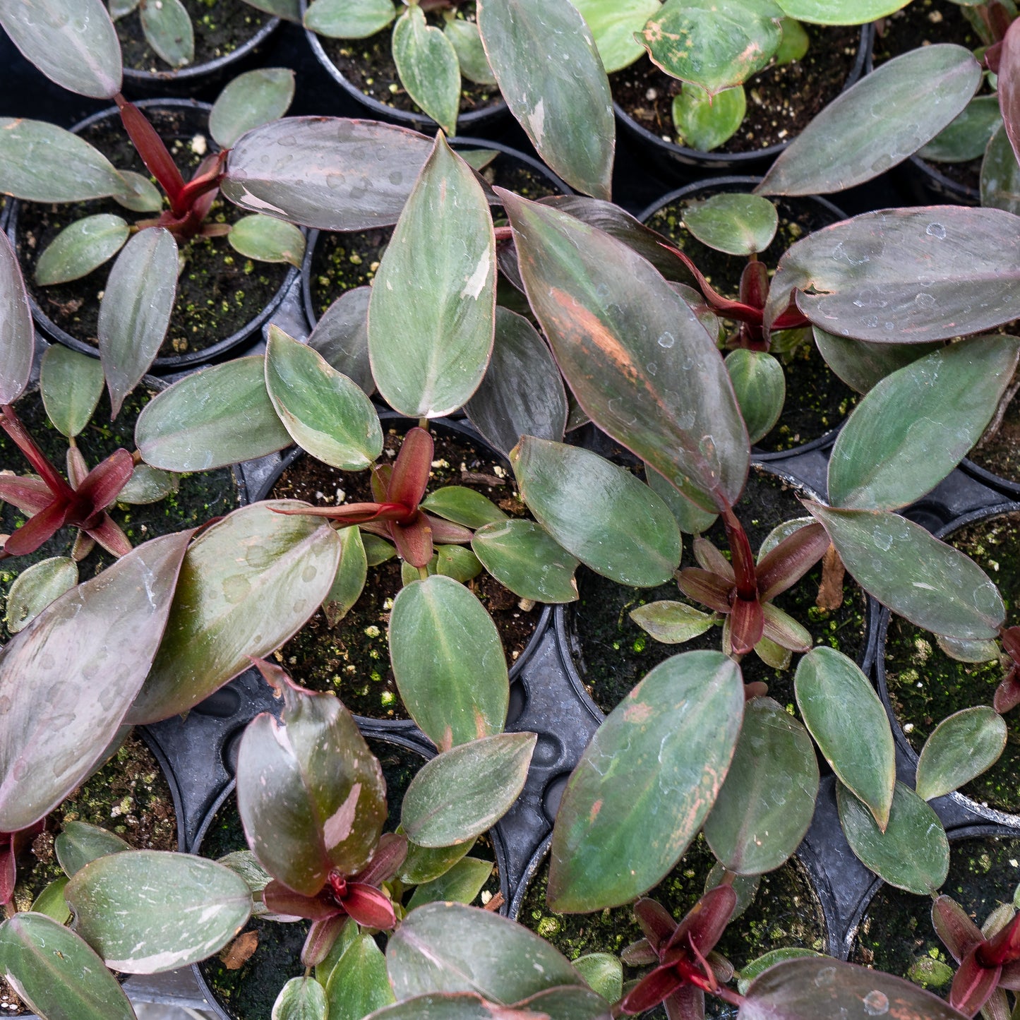Pink Princess: Philodendron erubescens - 4 inch pot — indoor plant — indoor plant for sale by Promise Supply for delivery and pickup in Toronto.