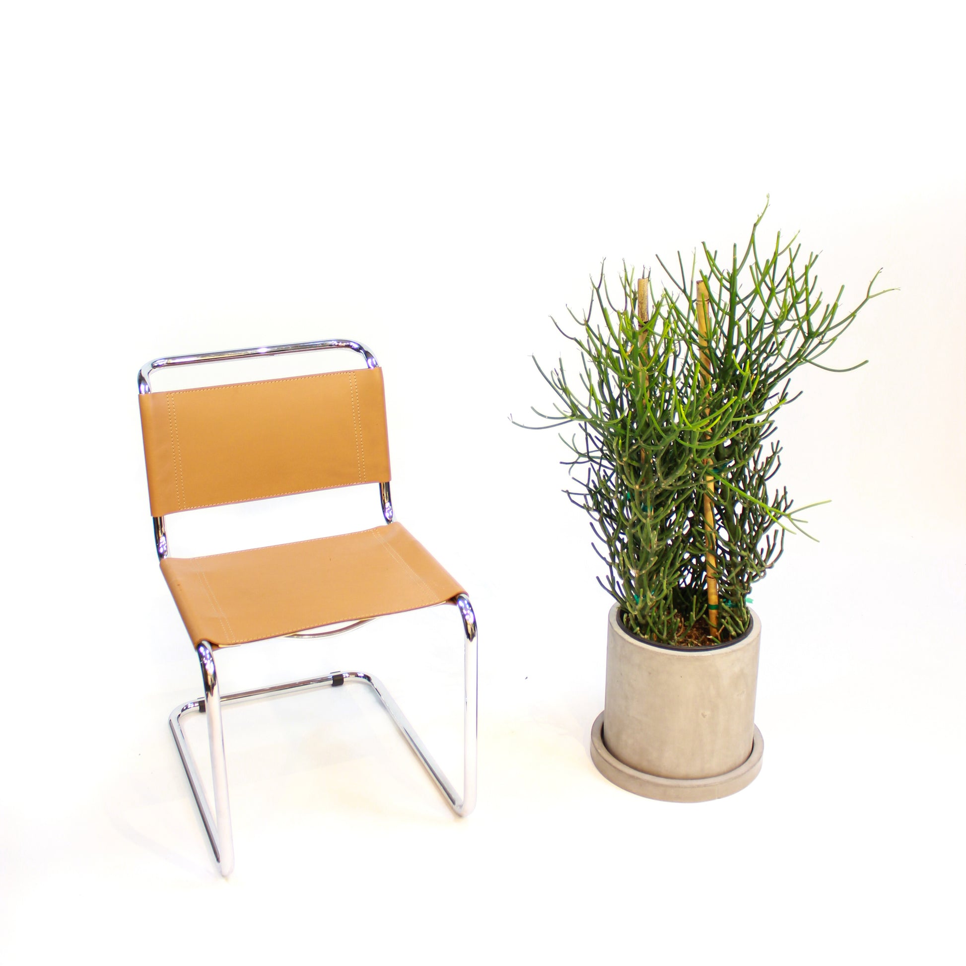 Pencil Cactus: Euphorbia tirucalli 'Firestick' - 10 inch pot - 3-4 foot tall — indoor plant — indoor plant for sale by Promise Supply for delivery and pickup in Toronto.