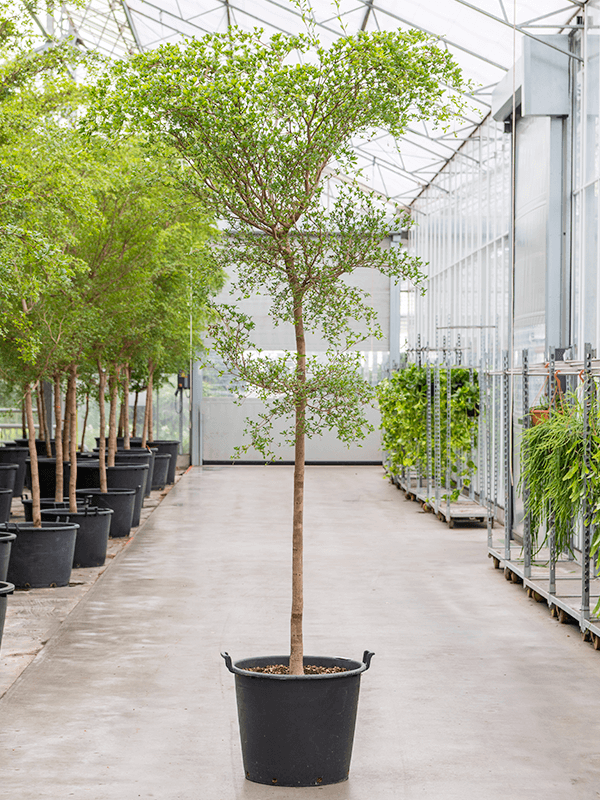 shady lady indoor plant Shady Lady Black Olive Tree - 10'