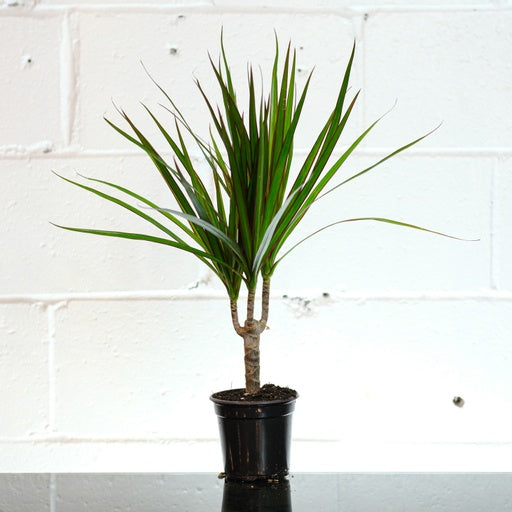 Aboera, Dracaena (Dracaena marginata) in a 4 inch pot. Indoor plant for sale by Promise Supply for delivery and pickup in Toronto