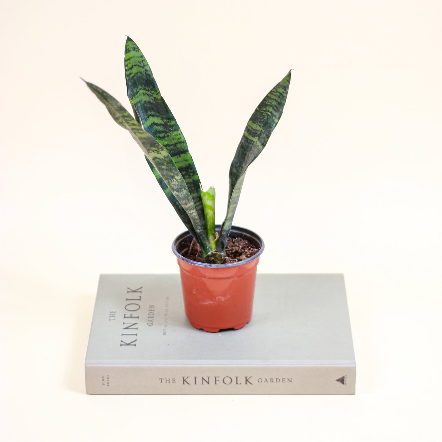 Green Snake Plant: Sansevieria trifasciata 'Zeylanica' - 4 inch pot — indoor plant — indoor plant for sale by Promise Supply for delivery and pickup in Toronto.