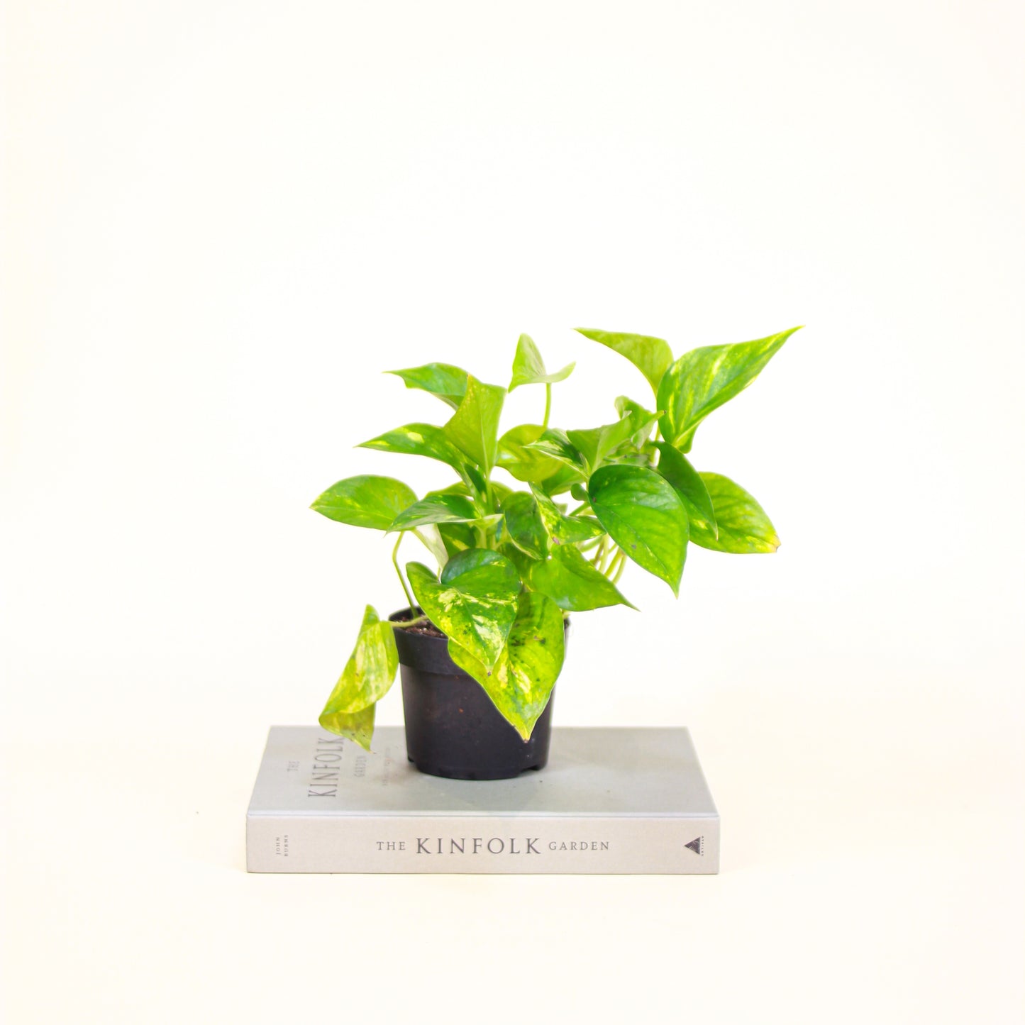 Pothos, Devil's Ivy, Money Plant, Money Vine (Epipremnum aureum) in a 5 inch pot. Indoor plant for sale by Promise Supply for delivery and pickup in Toronto