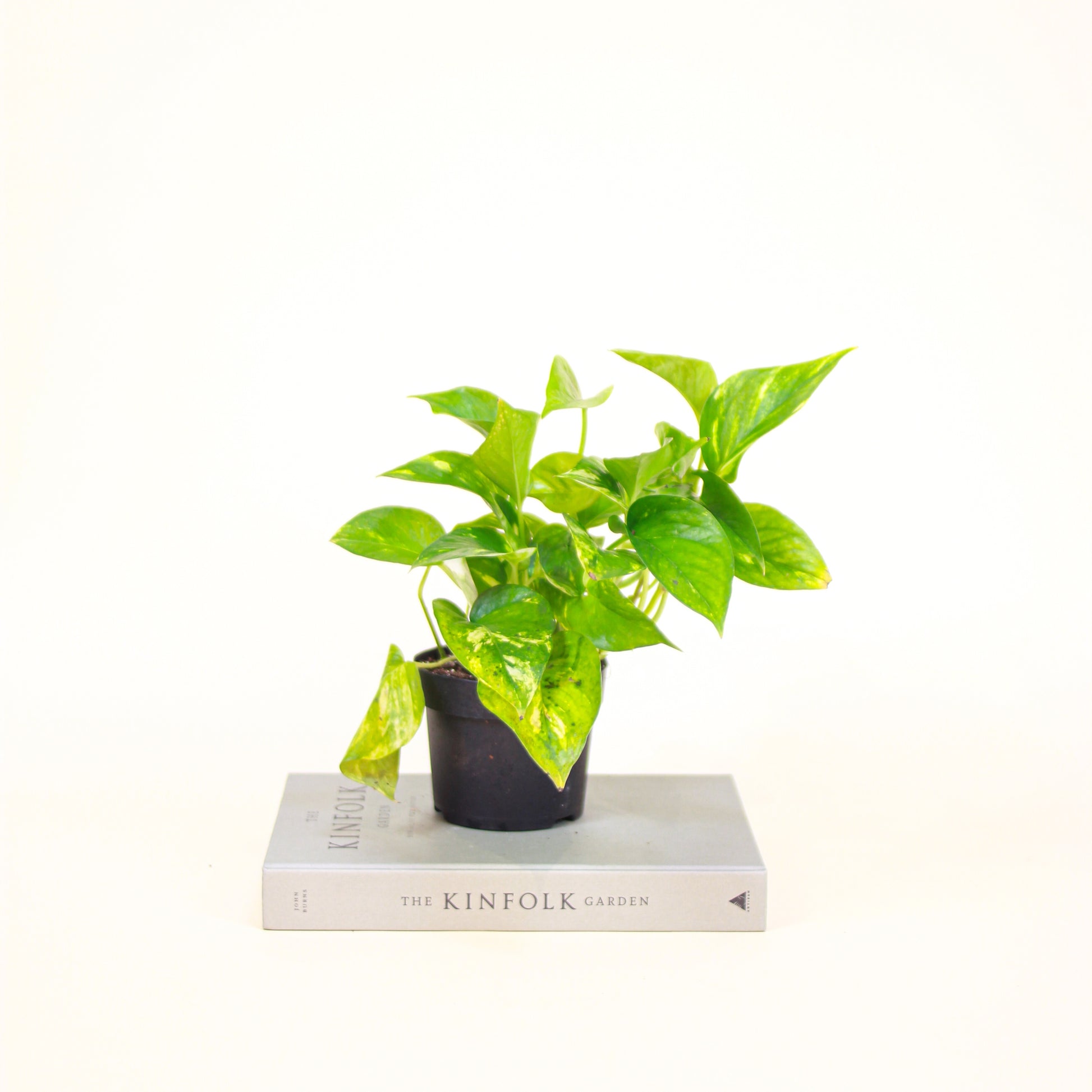 Pothos, Devil's Ivy, Money Plant, Money Vine (Epipremnum aureum) in a 5 inch pot. Indoor plant for sale by Promise Supply for delivery and pickup in Toronto