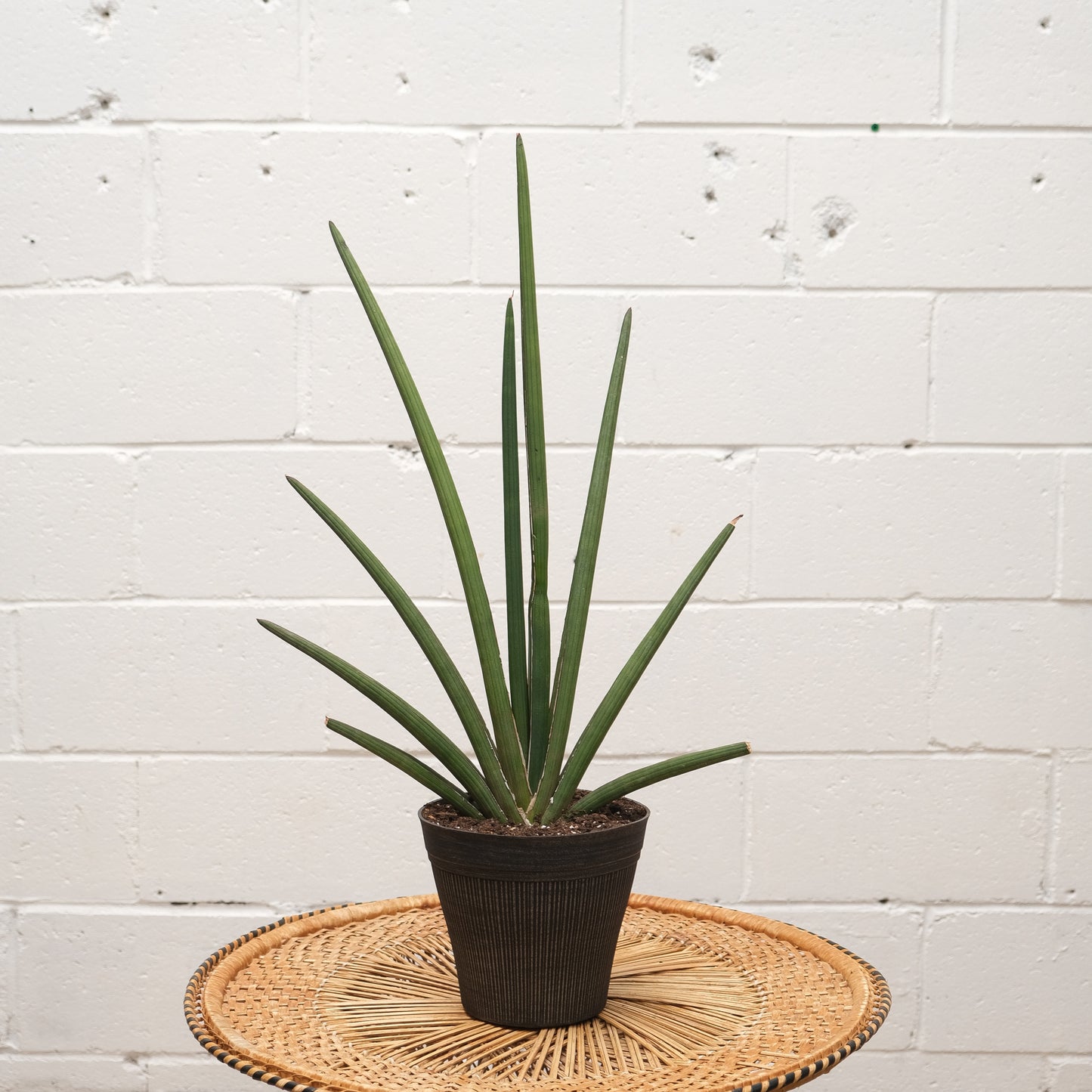 Rhea Fantail Snake Plant: Sansevieria - 7.5 inch pot — indoor plant — indoor plant for sale by Promise Supply for delivery and pickup in Toronto.