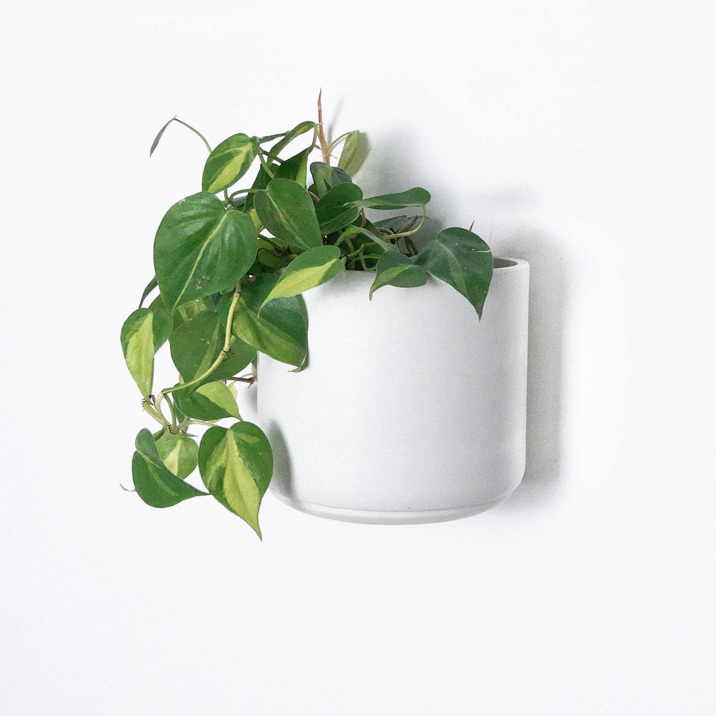 Wall Mounted Signature Stone Planter with Drainage in 7 inch Diameter