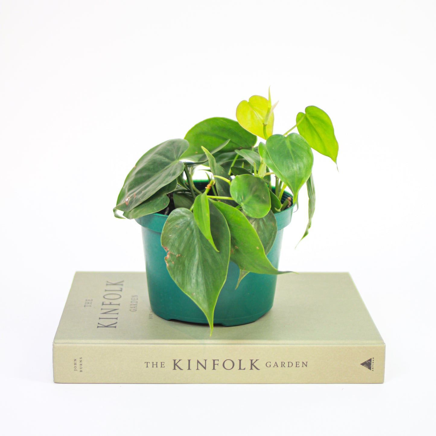 Heart Leaf: Philodendron cordatum - 5 inch pot — indoor plant — indoor plant for sale by Promise Supply for delivery and pickup in Toronto.