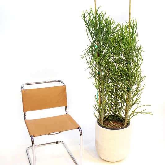 Pencil Cactus: Euphorbia tirucalli 'Firestick' - 14 inch pot - 4-5 foot tall — indoor plant — indoor plant for sale by Promise Supply for delivery and pickup in Toronto.