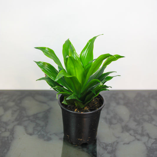 Janet Craig: Dracaena fragrans 'Compacta' - 4 inch pot — indoor plant — indoor plant for sale by Promise Supply for delivery and pickup in Toronto.