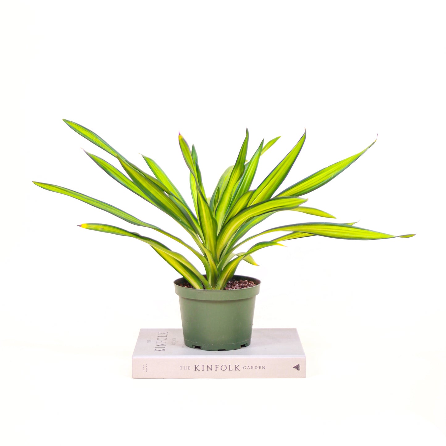 Rikki Cane: Dracaena fragrans - 6 inch pot — indoor plant — indoor plant for sale by Promise Supply for delivery and pickup in Toronto.
