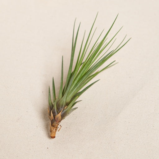 Assorted Air Plant: Tillandsia — indoor plant — indoor plant for sale by Promise Supply for delivery and pickup in Toronto.