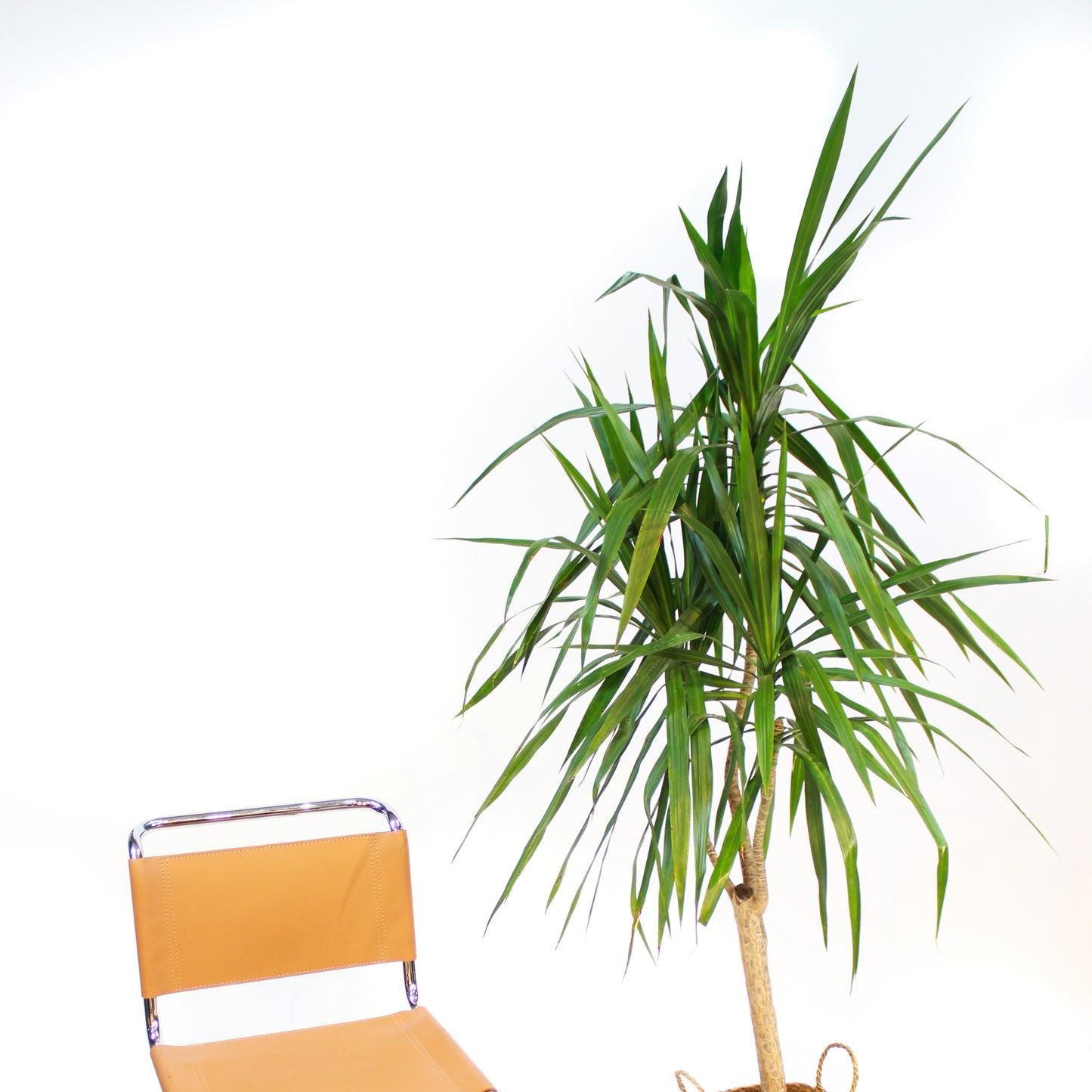 Madagascar Dragon tree, Dragon Tree, Tarzan Dragon Tree (Dracaena marginata) in a 10 inch pot. Indoor plant for sale by Promise Supply for delivery and pickup in Toronto
