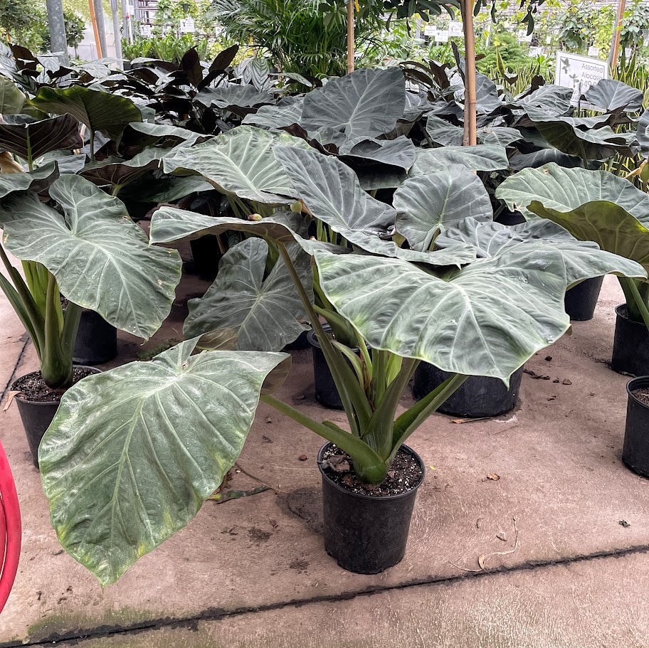 Regal Shield Elephant Ear: Alocasia - 10 inch pot - 3-4 foot tall — indoor plant — indoor plant for sale by Promise Supply for delivery and pickup in Toronto.