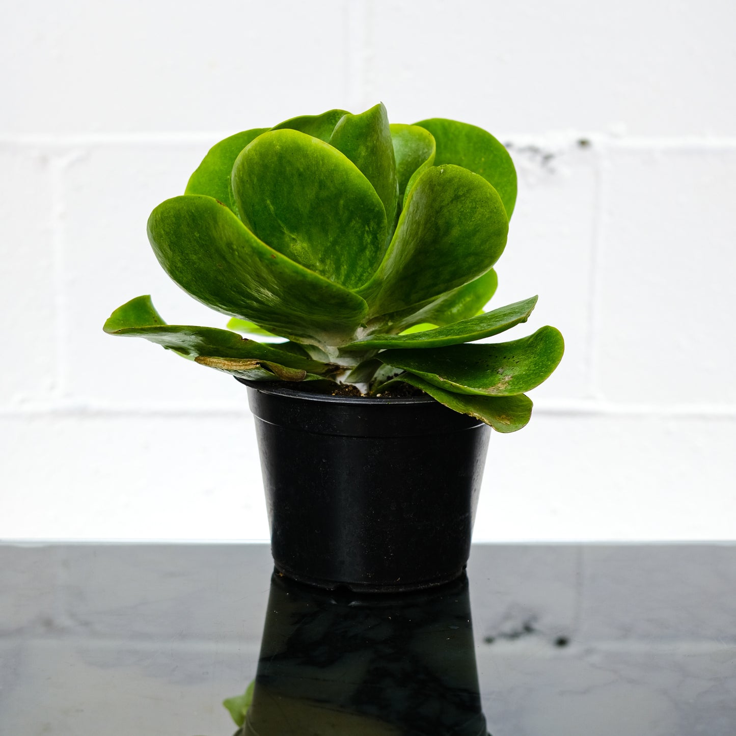 Desert Cabbage: Kalanchoe thyrsiflora - 6 inch pot — indoor plant — indoor plant for sale by Promise Supply for delivery and pickup in Toronto.