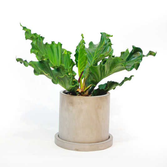 Birds Nest Laceleaf: Anthurium hookerii - 10 inch pot — indoor plant — indoor plant for sale by Promise Supply for delivery and pickup in Toronto.