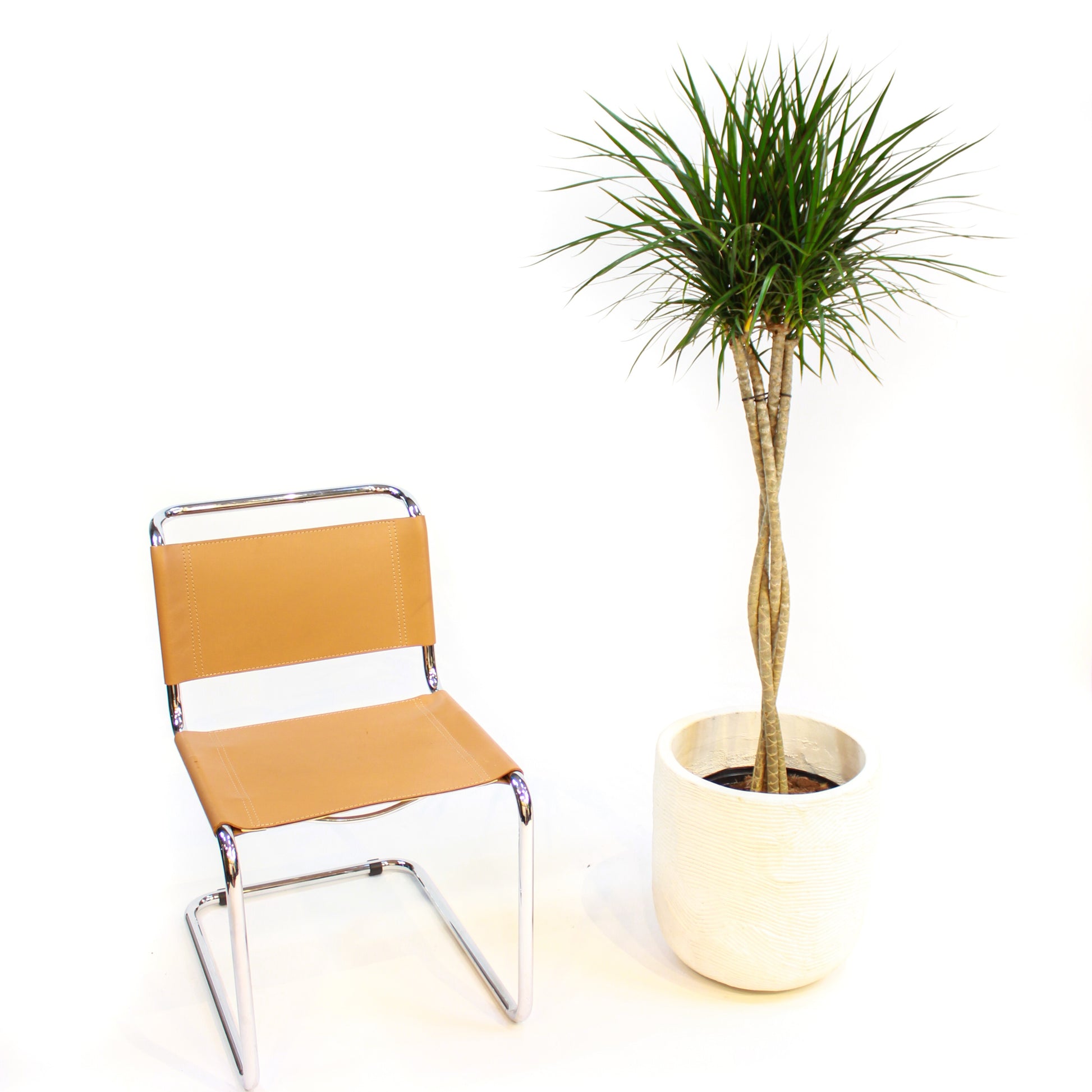 Braided Dragon Tree: Dracaena marginata - 10 inch pot - 4-5 foot tall — indoor plant — indoor plant for sale by Promise Supply for delivery and pickup in Toronto.
