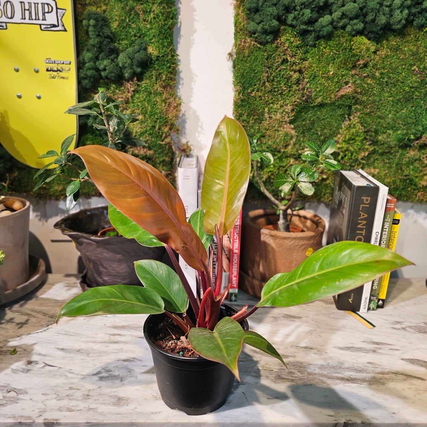 Prince of Orange: Philodendron - 6 inch pot — indoor plant — indoor plant for sale by Promise Supply for delivery and pickup in Toronto.