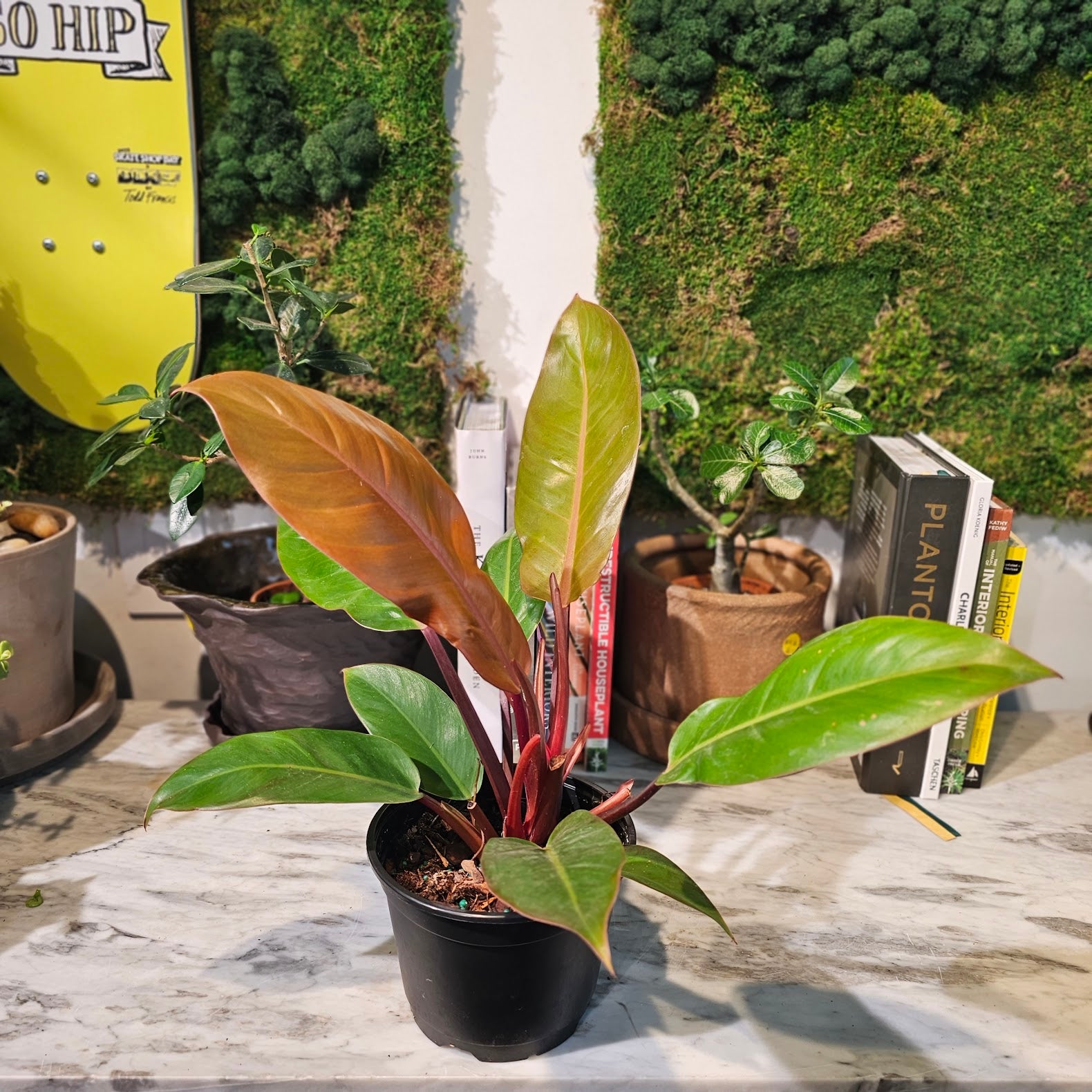Prince of Orange: Philodendron - 6 inch pot — indoor plant — indoor plant for sale by Promise Supply for delivery and pickup in Toronto.