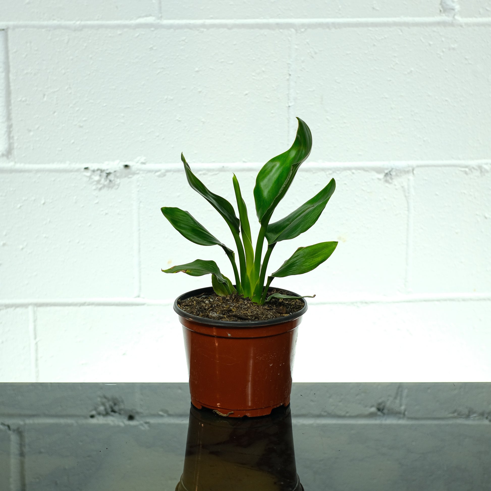 White Bird of Paradise: Strelitzia nicolai - 6 inch pot — indoor plant — indoor plant for sale by Promise Supply for delivery and pickup in Toronto.