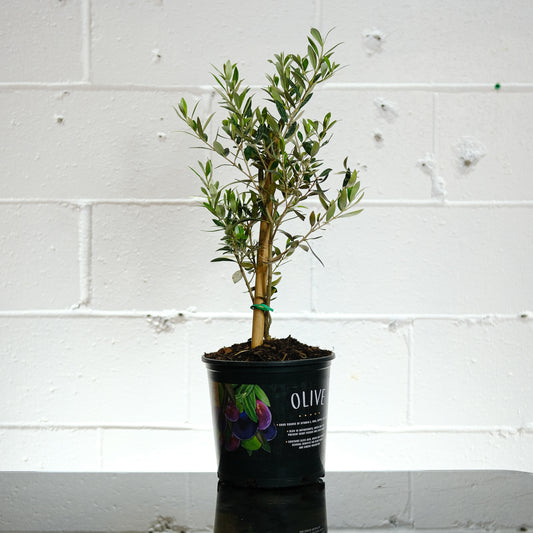 Olive Tree: Olea europaea 'Arbequina' - 8 inch pot - 2-3 foot tall — indoor plant — indoor plant for sale by Promise Supply for delivery and pickup in Toronto.