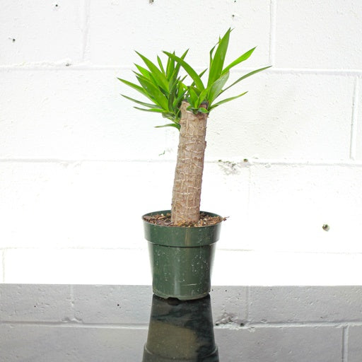 Yucca Cane: Yucca gigantea - 6 inch pot — indoor plant — indoor plant for sale by Promise Supply for delivery and pickup in Toronto.
