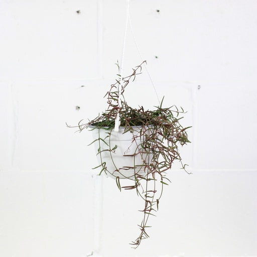 String Of Needles (Ceropegia linearis) in a 8 inch pot. Indoor plant for sale by Promise Supply for delivery and pickup in Toronto