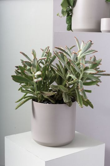 Kendall Ceramic Pot | 8 inch Nursery Pot — empty planter, ceramic planter, studio photo — planter for sale by Promise Supply for delivery and pickup in Toronto.