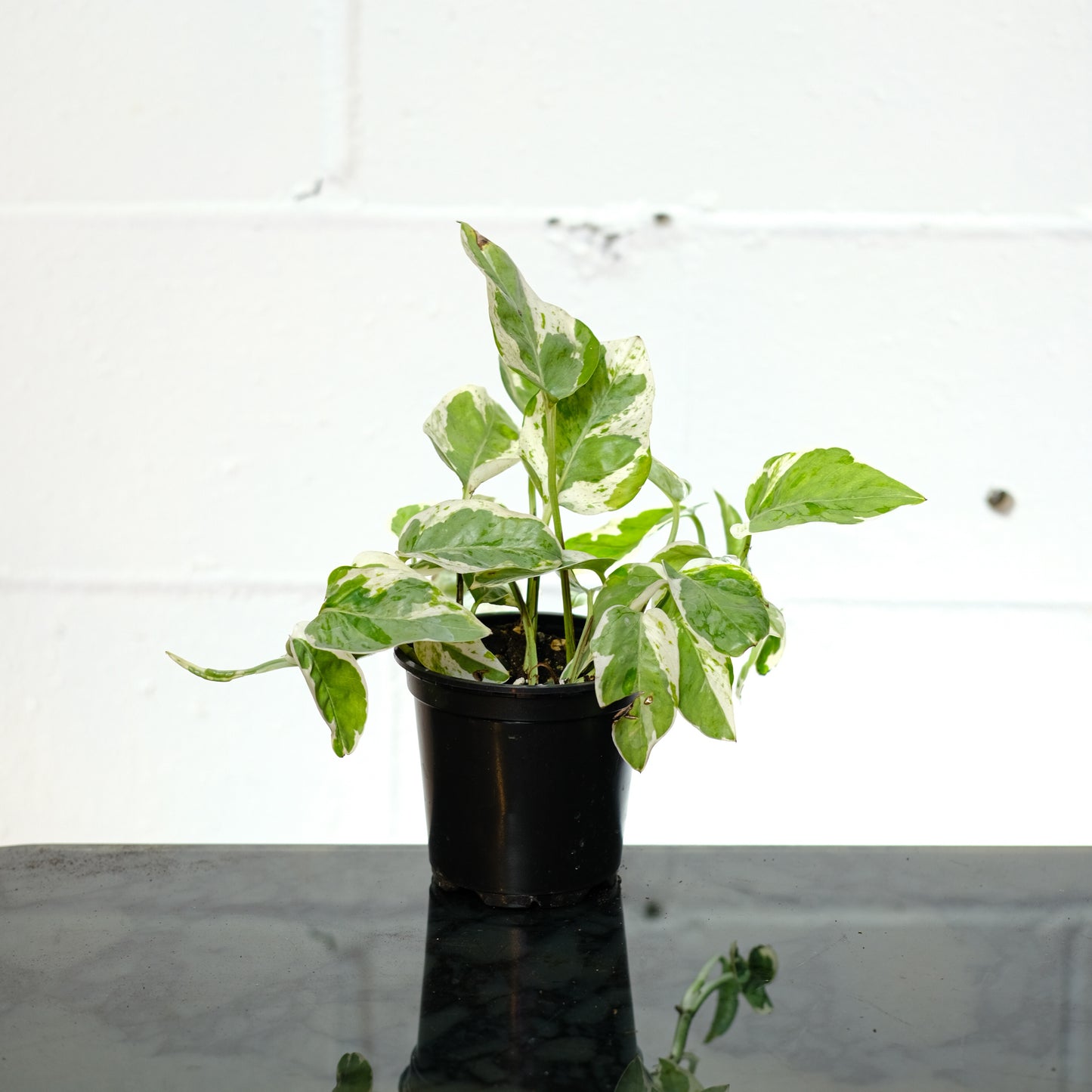 Pearls and Jade Pothos: Epipremnum aureum - 4 inch pot — indoor plant — indoor plant for sale by Promise Supply for delivery and pickup in Toronto.